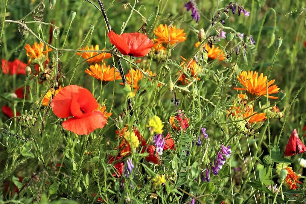 flowers, nature, meadow-5288410.jpg. Spring Garden Tips