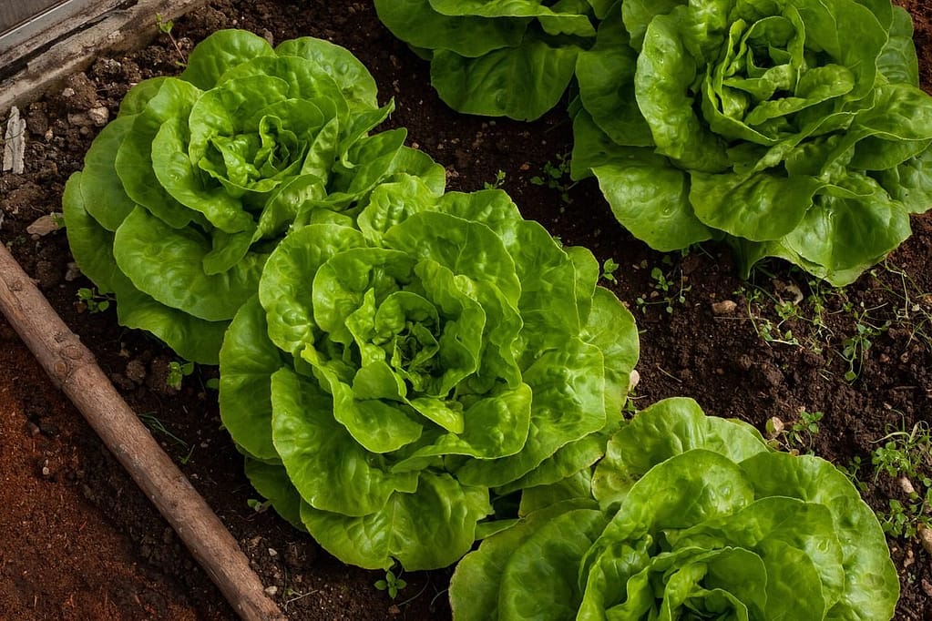 salad, self-cultivation, fresh-4267063.jpg. Spring Garden Tips